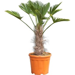 2 stuks! Chinese waaierpalm Trachycarpus Fortunei h 110 cm st. h 35 cm boom