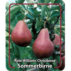 Pyrus Communis Rote Williams Christbirne