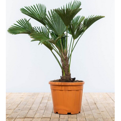 2 stuks! Wagner palm 20 cm stamhoogte Trachycarpus wagnerianus 90 cm - Warentuin Natuurlijk