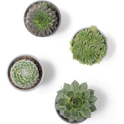 Sempervivum Premium 4 kleuren mix x12 - Rotsplanten set medium - Sempervivum in 4 kleuren set van 12 (3x groen, 3x grijs, 3x rood, 3x wit)