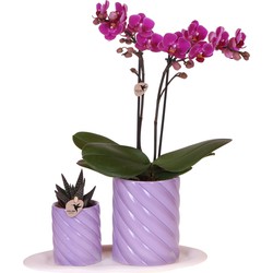 Kolibri Orchids | Gift set Optimism small lila | Groene plant met oranje Phalaenopsis orchidee in Candy sierpotten op wit organisch dienblad