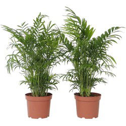 Dwergpalm - Set van 2 - Chamaedorea elegans - Hoogte 50-60cm - ⌀17cm