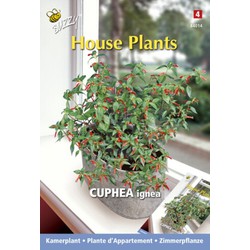 3 stuks - House plants cuphea luciferplantje - Buzzy