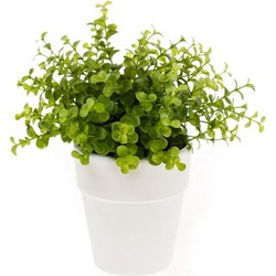 Emerald Kunstplant eucalyptus - groen - in witte pot - 22 cm - Kunstplanten