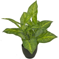 Kunst Dieffenbachia 40 cm in sierpot zwart | NeverLeafs