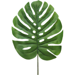(Best) Monstera leaf Futura lvs small 90cm green - Nova Nature