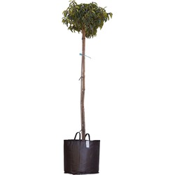 2 stuks! Portugese laurier bolvorm Prunus lusitanica h 150 cm st. omtrek 5 cm st. h 120 cm boom