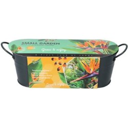 Grow gifts kweekset small garden birds of paradise strelitzia