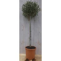 Olea stamhoogte 50 cm en boomhoogte 100 cm