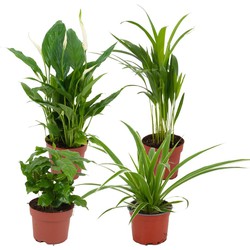 ZynesFlora - Luchtzuiverende Kamerplanten Mix - 4 Stuks - Ø 12-13 cm - Hoogte: 25-40 cm - Spathiphyllum - Areca lutescens - Chlorophytum - Coffea Arabica