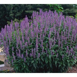 5 stuks - Agastache Blue Fortune