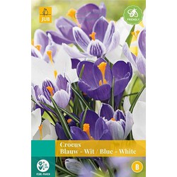 5 stuks - Crocus blauw/wit 12 bollen