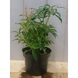 2 stuks! Pieris 30 cm