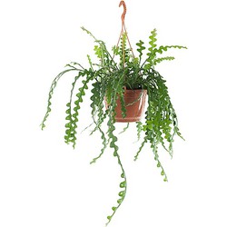Green Lifestyle Store Kamerplant Epiphyllum Anguliger