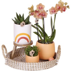 Complete Plantenset Happy | Groene planten set met oranje Phalaenopsis Orchidee en incl. keramieken sierpotten