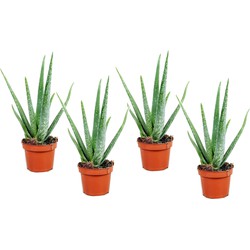Aloë Vera - Set van 4 - Succulent - Pot 10,5cm - Hoogte 25-40cm