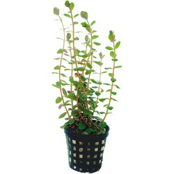 Ap-rotala rotundifolia 5 cm pot