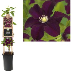 3 stuks - Klimplant Clematis Warszawska Nike 75 cm