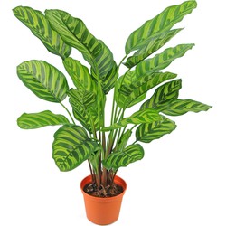 Greenmoods Kunstplant Calathea Makoyana - Nep plant - 1 Stuk - 60cm  -