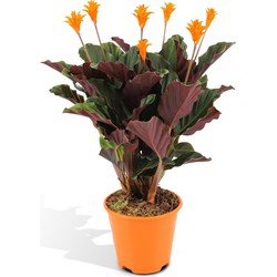 Hello Plants Calathea Crocata Tassmania - Ø 14 cm - Hoogte: 40 cm - Eeuwige Vlam