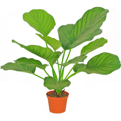 Hoyz Greenery - Kunstplant Calathea 46 cm