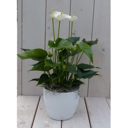 Flamingoplant Anthurium wit in witte pot 40 cm