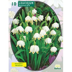 2 stuks - Leucojum per 10