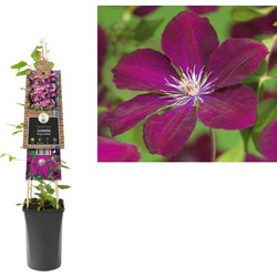 3 stuks - Klimplant Clematis Rouge Cardinal 75 cm