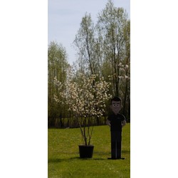 Krentenboom meerstammig Amelanchier lamarckii h 225 cm