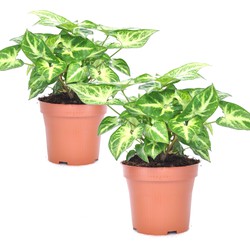 Syngonium 'Pixie' - Set van 2 - Pijlpuntplant - Pot 12cm - Hoogte 25-40cm