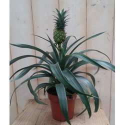 Ananasplant