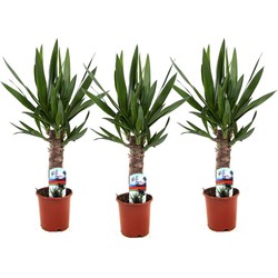 Yucca Elephantipes - Palmlelie - Set van 3 - Pot 14cm - Hoogte 50-60cm