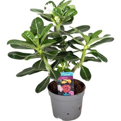 Adenium Obesum - Desert Rose White - Woestijnroos - Pot 13cm - Hoogte 30-40cm