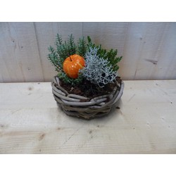 Herfstmandje cira 20 cm met hebe en sierpompoen