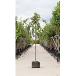 Japanse treur sierkers Prunus serrulata Kiku-shidare-zakura h 280 cm st. omtrek 16 cm st. hoogte 220 cm