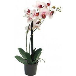 Phalaenopsis Orchidee in pot 50 cm roze kunstplant - Nova Nature