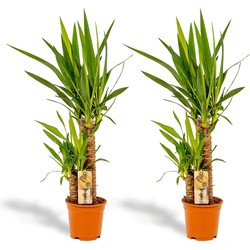 Hello Plants Yucca Palmlelie - 2 Stuks - Ø 17 cm Pot - Hoogte: 90 cm - Palm Kamerplant