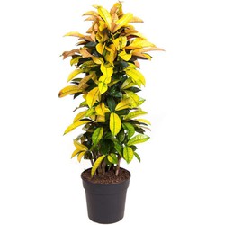 Codiaeum variegatum - Croton - Codiaeum Iceton - Pot 31cm - Hoogte 140-150cm