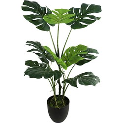 Monstera 75 cm - Buitengewoon de Boet