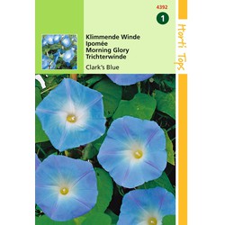 2 stuks - Ipomoea tricolor rubro c. Clark s Blue - Hortitops