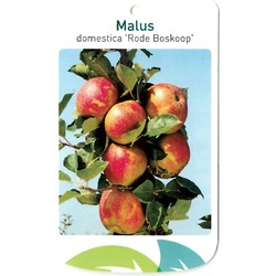 Malus Domestica Rode Boskoop