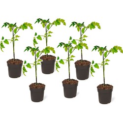 Lycopersicon esculentum - Set van 6 - Tomatenplant - Pot 10.5cm - Hoogte 20-30cm