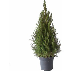 Kleine Kerstboom - Picea - 85cm