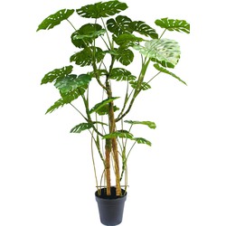 Greenmoods Monstera  - Nep plant - 1 Stuk - 240cm - Groen-