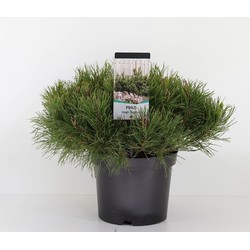 Pinus mugo mughus 30-40 cm