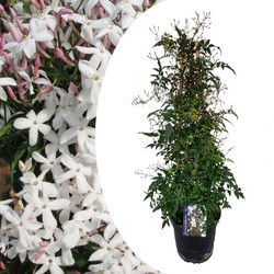 Jasminum Polyanthum - Piramide - Tuinplant - Pot 17cm - Hoogte 60-70cm