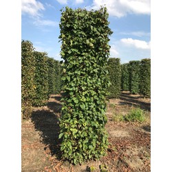 Tilia cordata 250 cm - Quickhedge