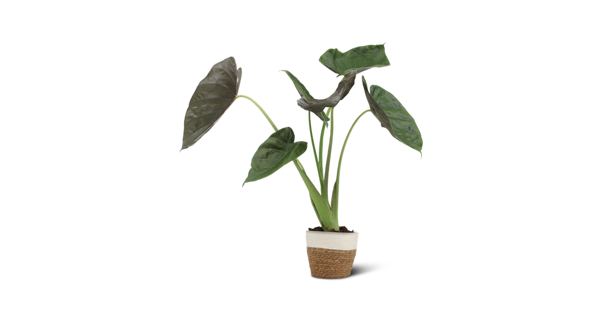 We Love Plants - Alocasia Wentii + Mand Miranda - 70 cm hoog - Olifantsoor