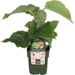 Hello Plants Actinidia Delciosioa Jenny Kiwi - Fruitboom - Ø 13 cm - Hoogte: 45 cm