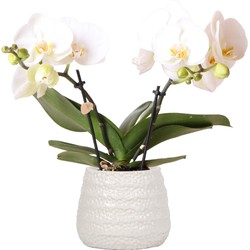 Kolibri Orchids | witte Phalaenopsis orchidee – Jewel Greenland + Dots sierpot wit – potmaat Ø9cm – 30cm hoog | bloeiende kamerplant in bloempot - vers van de kweker